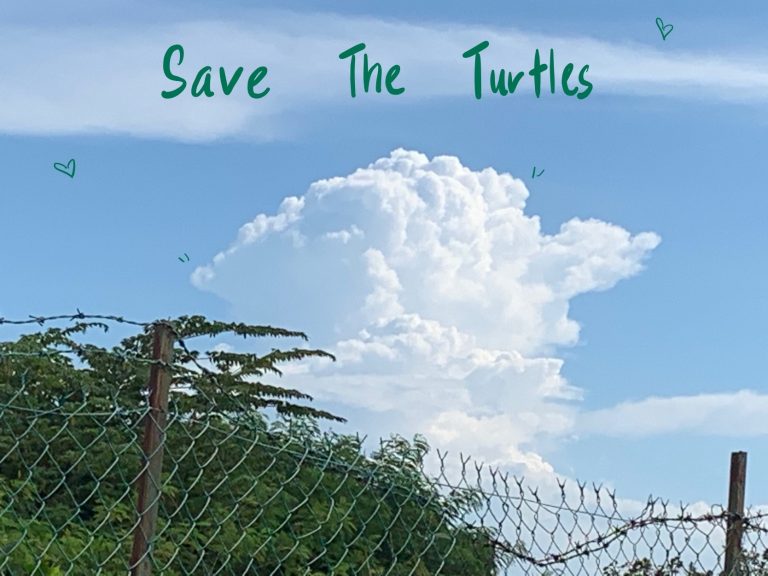 Save the turtles